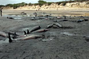 dolphins