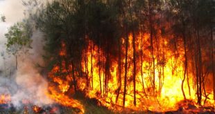 wildfires in algeria