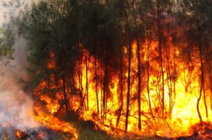 wildfires in algeria
