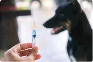 Mozambique launches rabies vaccination after 15 deaths