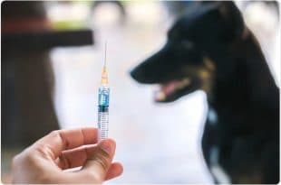 Mozambique launches rabies vaccination after 15 deaths