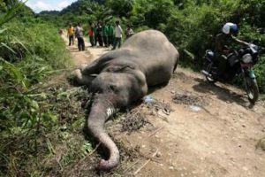 Two arrests for the killing of two protected elephants