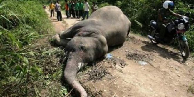 Two arrests for the killing of two protected elephants