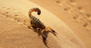 scorpion stings in Egypt