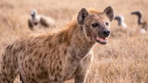 Kenya: two people killed by a pack of hyenas