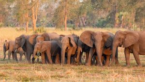Mozambique kills elephants after deaths of two people