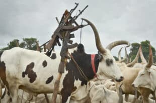 UN condemns deadly cattle raids in South Sudan