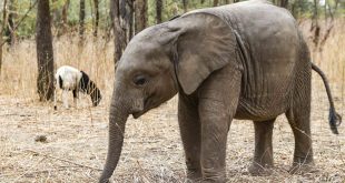 Zimbabwe: elephant kills mother and baby