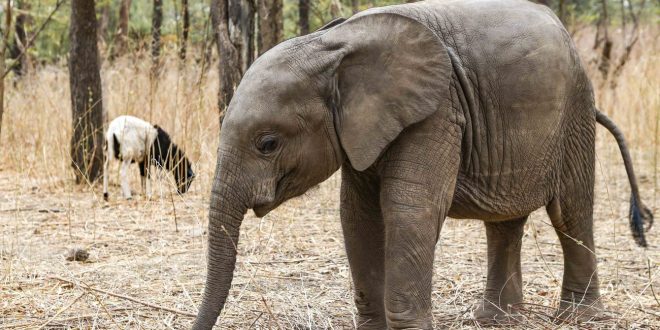 Zimbabwe: elephant kills mother and baby