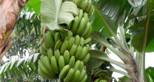 Rwanda: several deaths after consuming banana brew