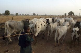 Nigeria: several killed during raid on new cattle market