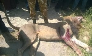 Nigeria: stray lion shot dead near Cameroon border