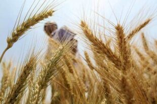 How Ukraine crisis throws Egypt's wheat purchases into doubt ?