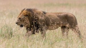 Tanzania opens auction for hunting of old wildlife
