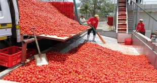 Nigeria: a tomato factory raided by armed gang