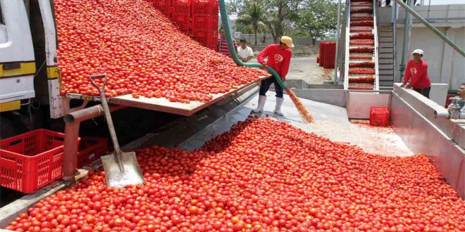 Nigeria: a tomato factory raided by armed gang