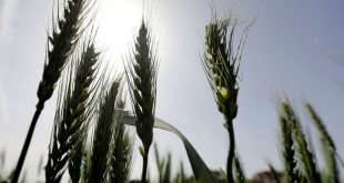 Egyptian delegation to visit India to discuss wheat imports