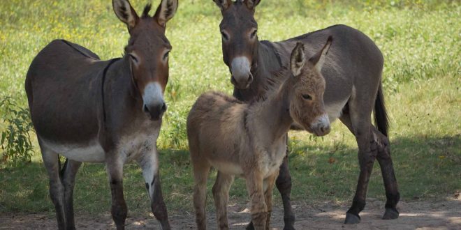 Nigeria: Customs intercept bags of donkey meat in Kebbi State