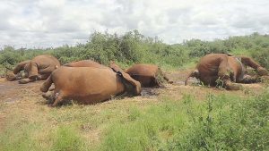 Kenya: drought killed 70 elephants in one year - minister
