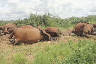 Kenya: drought killed 70 elephants in one year - minister