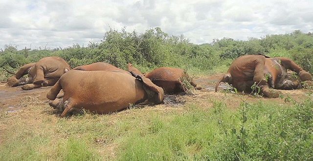 Kenya: drought killed 70 elephants in one year - minister