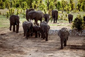 Zimbabwe: Elephants have killed 60 people this year, officials said