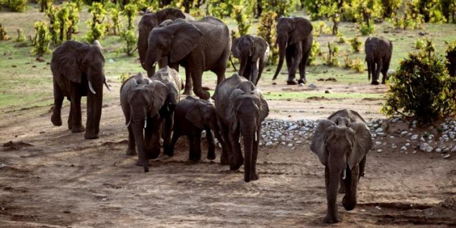 Zimbabwe: Elephants have killed 60 people this year, officials said