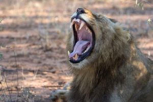 Mozambique: wandering lion violently attacks a man
