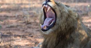 Mozambique: wandering lion violently attacks a man