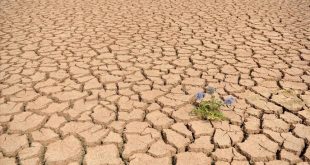 Ethiopia: About 600,000 children out of school due to drought