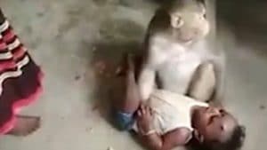 Tanzania: monkey snatches baby from him mother and kills him