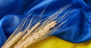 Ukraine 'ready' to resume grain exports to Africa