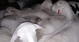 South Africa: taxi out of fuel seized with 'stolen sheep'