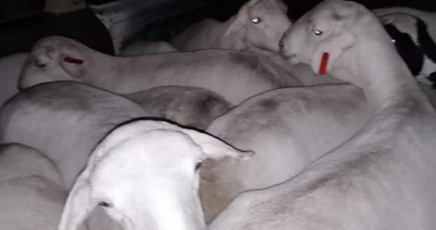 South Africa: taxi out of fuel seized with 'stolen sheep'