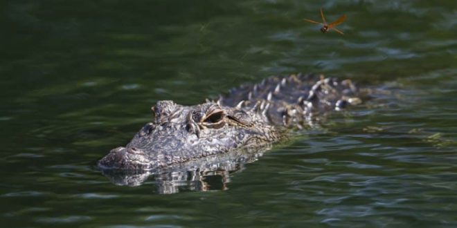 US: 80-year-old woman killed by two alligators after falling into pond