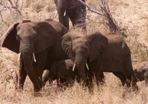 Mozambique: Elephants kill five in jihadist-hit area