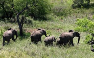 Mozambique: herd of Zimbabwean elephants scares the inhabitants