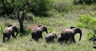 Mozambique: herd of Zimbabwean elephants scares the inhabitants
