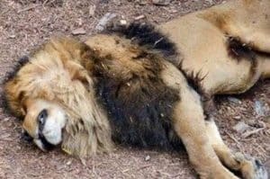 South Africa: wildlife body kills six lions after protests