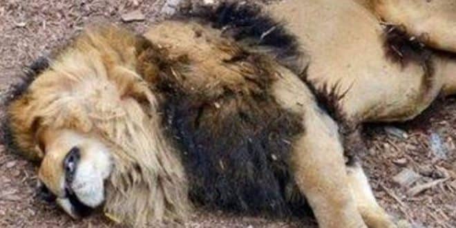 South Africa: wildlife body kills six lions after protests