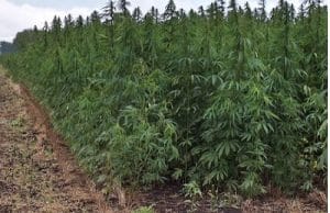 Ghana: four in prison for cultivating about 80 hectares of cannabis