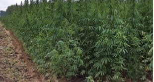 Ghana: four in prison for cultivating about 80 hectares of cannabis