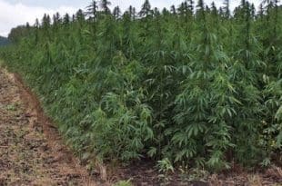 Ghana: four in prison for cultivating about 80 hectares of cannabis