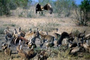South Africa: more than 100 vultures die in suspected poisoning