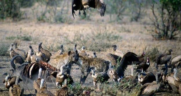 South Africa: more than 100 vultures die in suspected poisoning