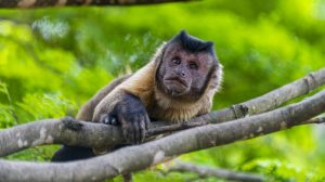 WHO deplores attacks against primates in Brazil over monkeypox fear