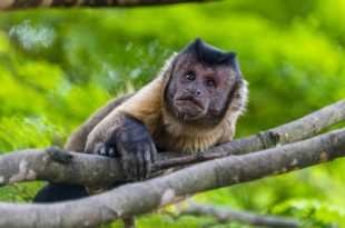 WHO deplores attacks against primates in Brazil over monkeypox fear