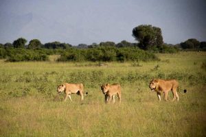 Uganda: two found guilty of poisoning lions in Queen Elizabeth National Park