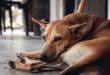 Morocco: French woman killed by a pack of stray dogs