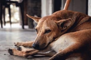 Morocco: French woman killed by a pack of stray dogs